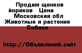 Продам щенков йориков › Цена ­ 100 - Московская обл. Животные и растения » Собаки   
